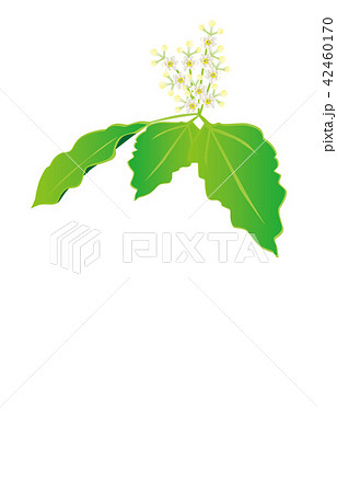 都道府県の花佐賀クスノハナ 都道府県の花佐賀クスノハナ 42460170