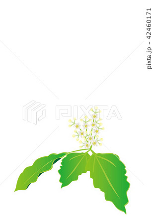 都道府県の花佐賀クスノハナ 都道府県の花佐賀クスノハナ 42460171