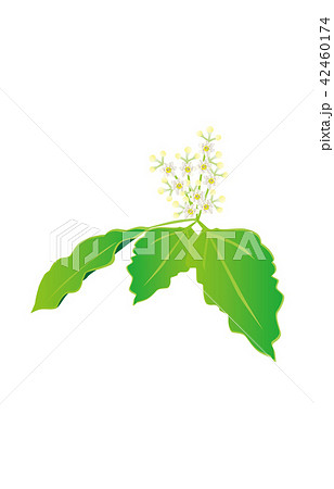都道府県の花佐賀クスノハナ 都道府県の花佐賀クスノハナ 42460174