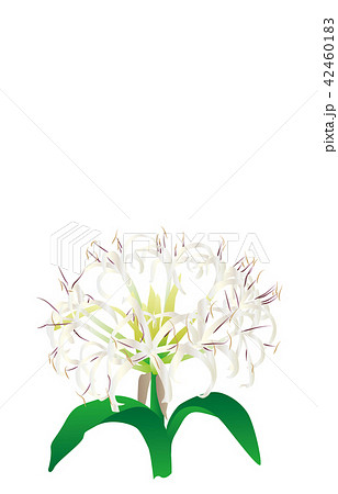 都道府県の花宮崎ハマユウ 42460183