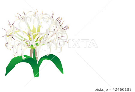 都道府県の花宮崎ハマユウ 42460185