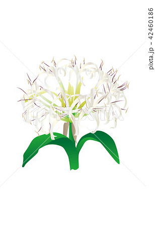都道府県の花宮崎ハマユウ 都道府県の花宮崎ハマユウ 42460186