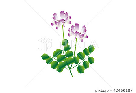 都道府県の花岐阜レンゲソウのイラスト素材
