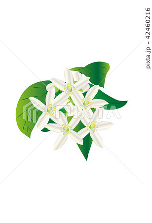 都道府県の花愛媛ミカンのイラスト素材