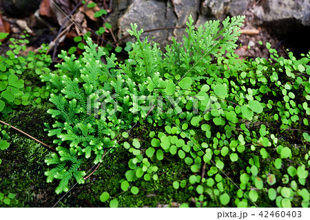 Close-up of Freshness Selaginella involvens fern, Close-up of Freshness Selaginella involvens fern, 42460403