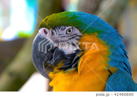 Macaw parrot blue-and-yellow close up Macaw parrot blue-and-yellow close up 42460600
