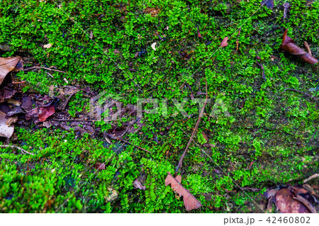 dark green moss and light green lichen on a brown  42460802