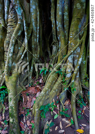 old banyan tree 42460807