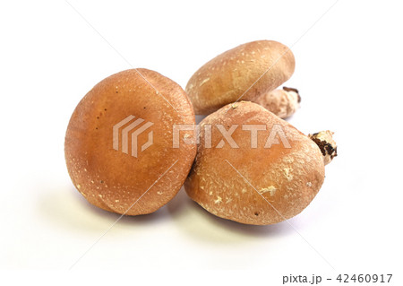 シイタケ（椎茸） 42460917