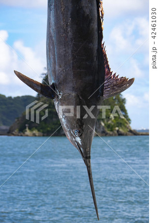 吊られたカジキマグロ 吊られたカジキマグロ 42461030