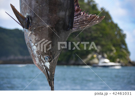 吊られたカジキマグロ 吊られたカジキマグロ 42461031