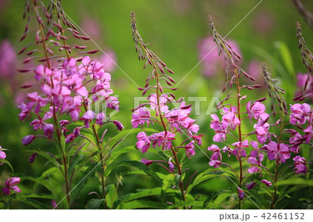 志賀高原のヤナギラン 42461152