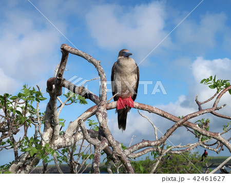アカアシカツオドリ 42461627