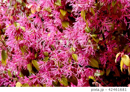 三鷹仙川遊歩道に咲くベニバナトキワマンサク 42461681