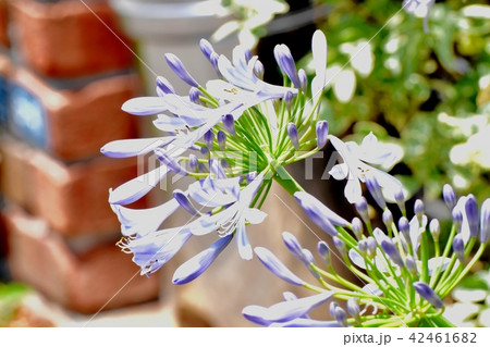 三鷹中原に咲くアガパンサス 42461682