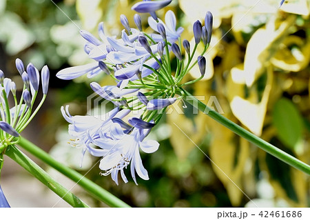 三鷹中原に咲くアガパンサス 42461686