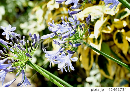 三鷹中原に咲くアガパンサス 三鷹中原に咲くアガパンサス 42461734