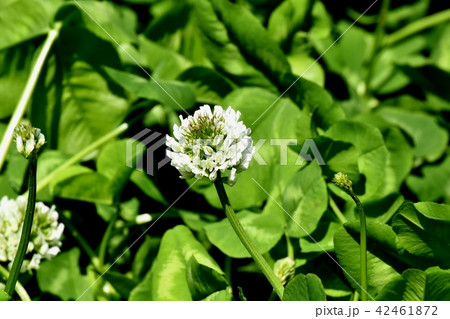 三鷹中原に咲く白いクローバー(シロツメグサ) 三鷹中原に咲く白いクローバー(シロツメグサ) 42461872