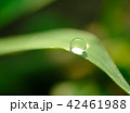 朝露 42461988