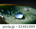 雨上がりの宝石 42461989