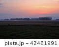 朝焼けの築地松の風景 42461991