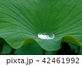 蓮の葉のつゆ 42461992