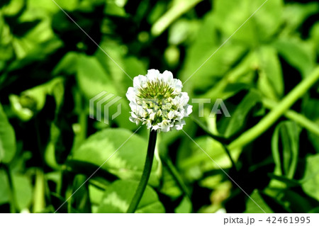 三鷹中原に咲く白いクローバー（シロツメグサ） 42461995