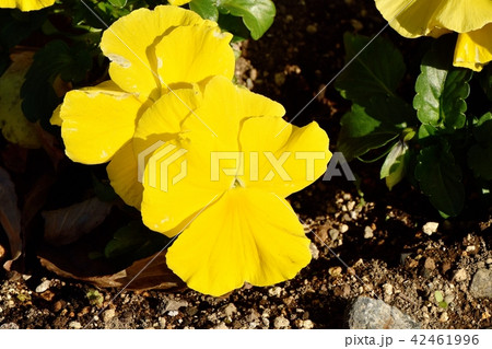 三鷹中原に咲く黄色いパンジー 42461996