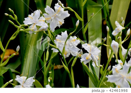 三鷹中原に咲くシャガの花 42461998