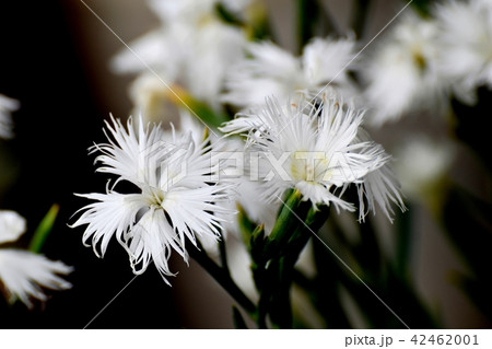 三鷹中原に咲くカワラナデシコ 42462001