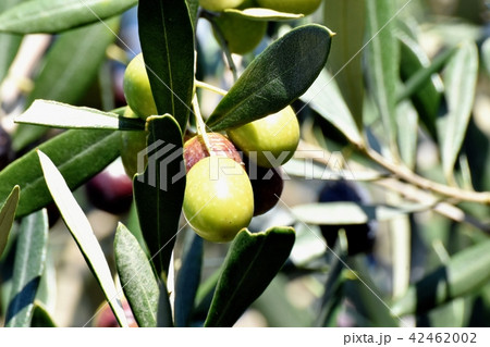 三鷹中原になるオリーブの実 三鷹中原になるオリーブの実 42462002