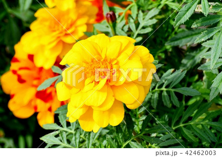 三鷹中原に咲くマリーゴールド 42462003