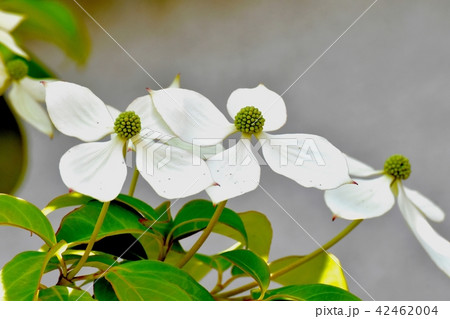 三鷹中原に咲くヤマボウシ 三鷹中原に咲くヤマボウシ 42462004