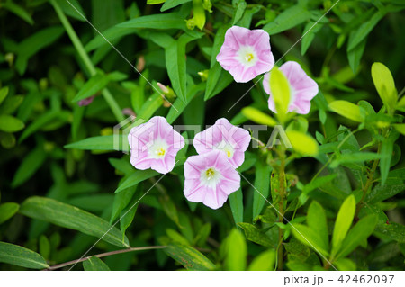 ピンク色のコヒルガオの花 42462097