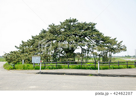 黒松　天然記念物　山形県 42462207