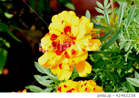 三鷹中原に咲くマリーゴールド 42462238