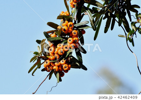 三鷹中原になるオレンジ色のピラカンサ（タチバナモドキ）の実 42462409