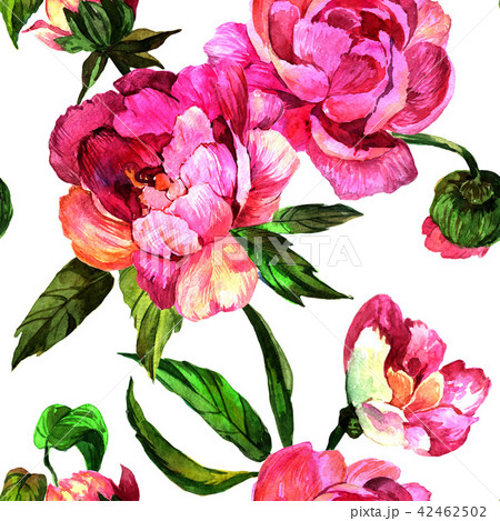 Watercolor pink peony flower. Floral botanical flower. Seamless background pattern. 42462502