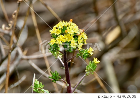 三鷹仙川遊歩道に咲くオニタビラコ 42462609
