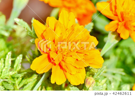 三鷹中原に咲くマリーゴールド 42462611