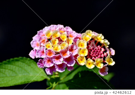 三鷹中原に咲くランタナ（シチヘンゲ） 42462612