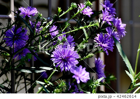 三鷹中原に咲く紫色の宿根アスター クジャクアスター 孔雀菊 の写真素材