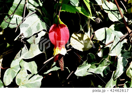 三鷹中原に咲くチロリアンランプ 42462617