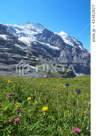 ユングフラウヨッホハイキング 42462627