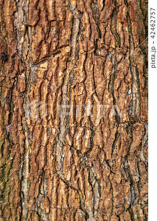 wood tree surface background blank for design 42462757
