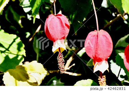 三鷹中原に咲くチロリアンランプ 42462831