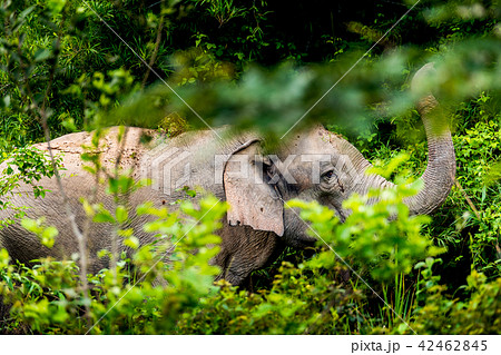 Asian wild elephant Kuiburi National Park, Thailan 42462845