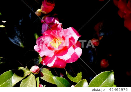 三鷹中原に咲くピンクののヤブツバキ 42462976