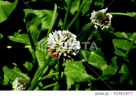 三鷹中原に咲く白いクローバー（シロツメグサ） 42462977