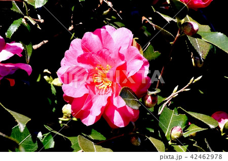 三鷹中原に咲くピンクののヤブツバキ 42462978